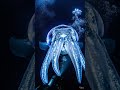 Giant glowing squid underwater encounter #OceanLife #GiantSquid