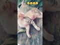 watch till end 😂😳