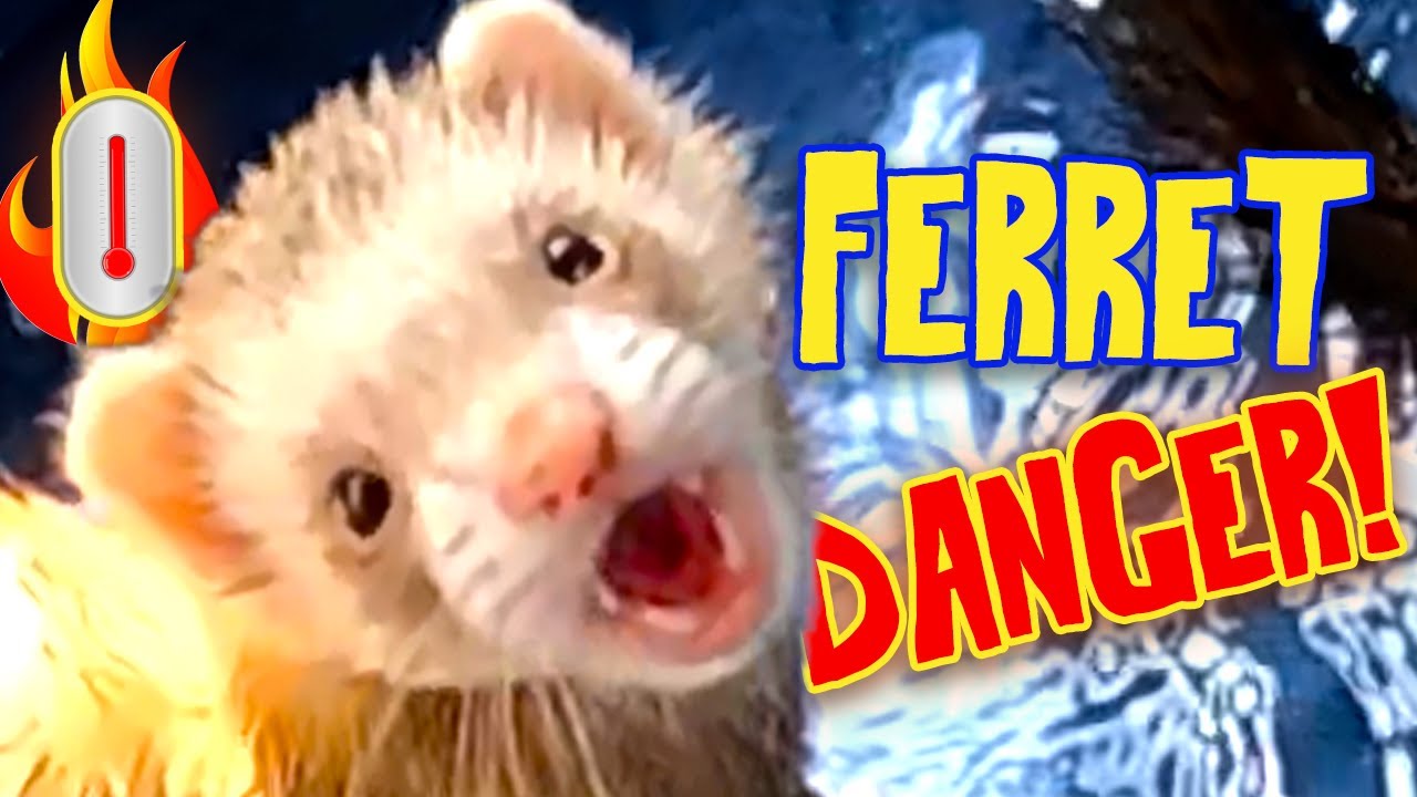 How Hot Is TOO Hot for Ferrets? Summer Safety Tips You Need