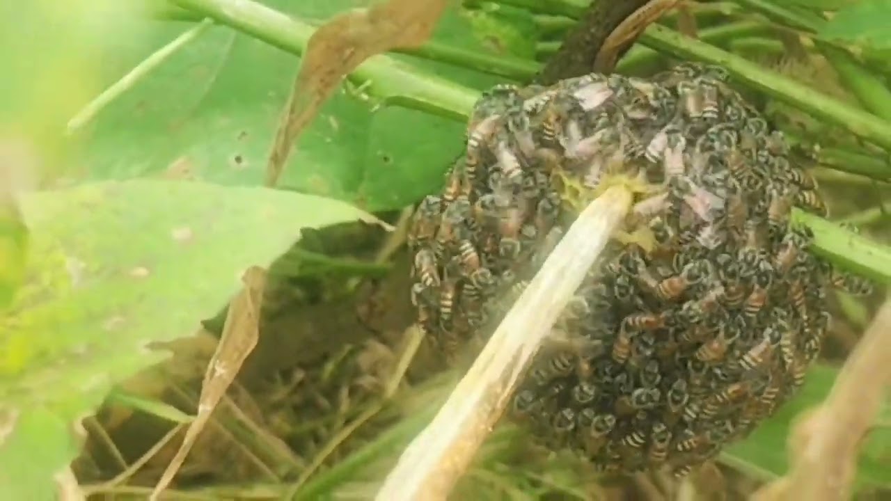 తేనెటీగలు మన పొలాల్లో ఉన్నాయి 