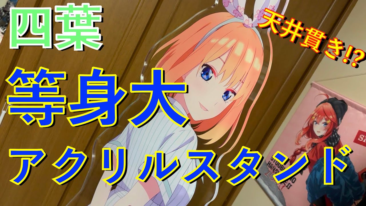 等身大アクリルスタンド開封で天井貫き！？五等分の花嫁 四葉 【HICULアパレルコラボ】
