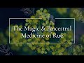 The Magic and Ancestral Medicine of Rue