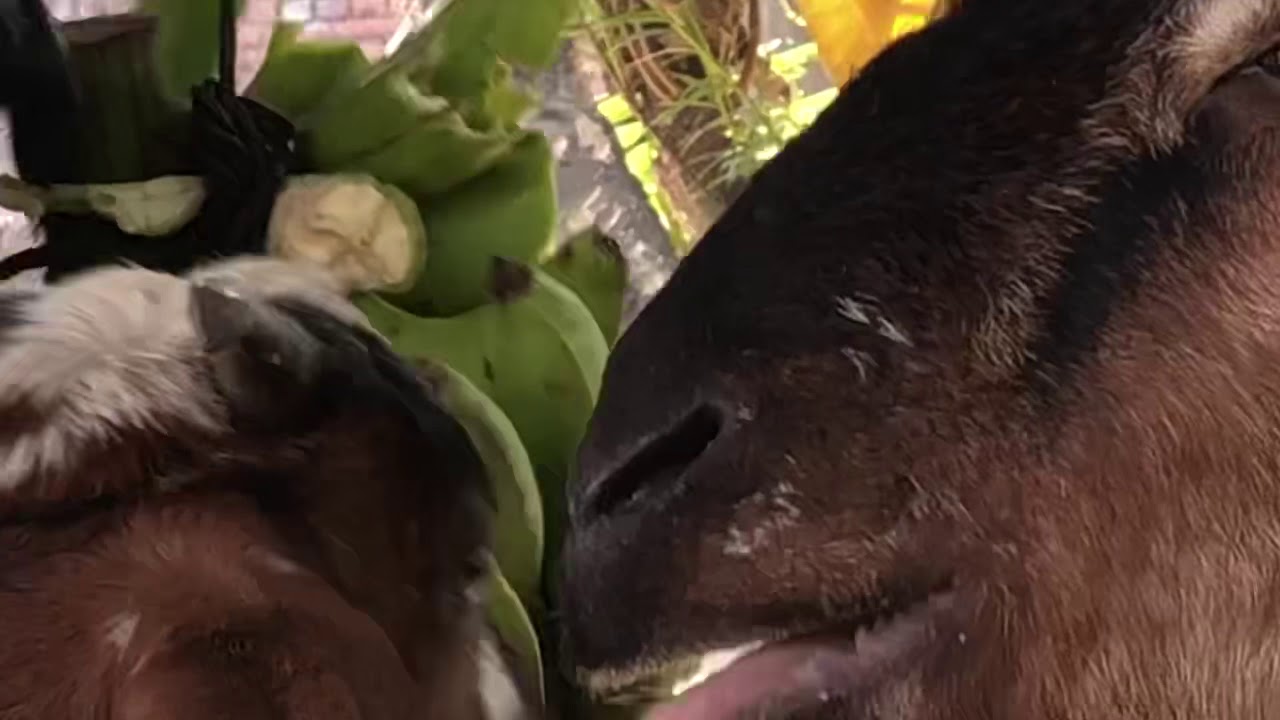 Goats eating bananas in Mahalbari Nepal YouTube