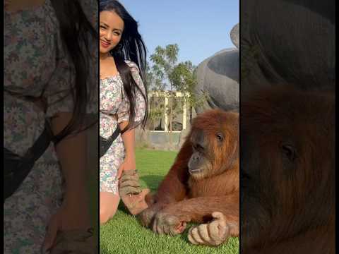 Habuba loves to play🦧#dubailove #dubaizoo #challenge #trending #espresso #shorts