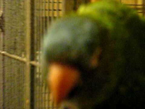 Avis The Blue Crown Conure Smarts Off To His Mama!...