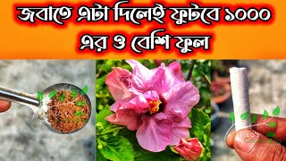 মাত্র এক চিমটি দিলেই,জবা গাছের ছোট টবও ফুলে ভরে উঠবে | হঠাৎ বন্ধ গ্রোথ বাড়বে কুঁড়ি ঝরা বন্ধ হবে না