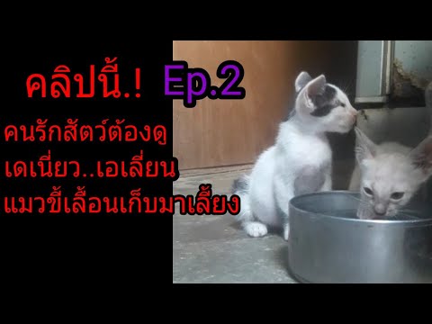 #คนรักสัตว์แมวสุขสันต์#ทาสแมว..เดเนี่ยวเอเลี่ยนแมวขี้เลื้อนเก็บมาเลี้ยงEp.2@แพนด้าโซเฟีย แฟมิลี่