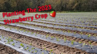 Plasticulture Strawberry Production in North Carolina   I   Planting our 2023 crop