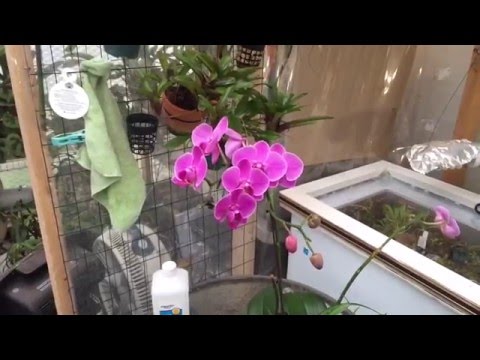 PHALAENOPSIS