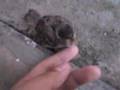 House sparrow