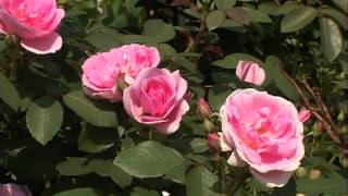 Морозостойкие розы(Розы парковые 