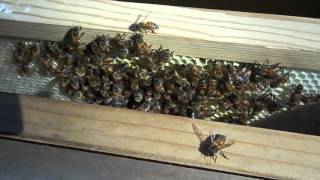 Hot Bees look-in  (HD 720p) on brood comb cell construction
