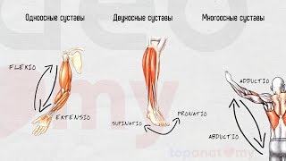 Общая артрология