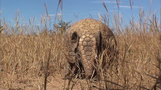まん丸ボールに変身するミツオビアルマジロ