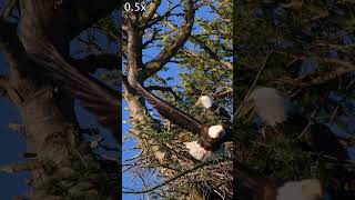 T2 Takeoff #eagle #baldeagle #shorts