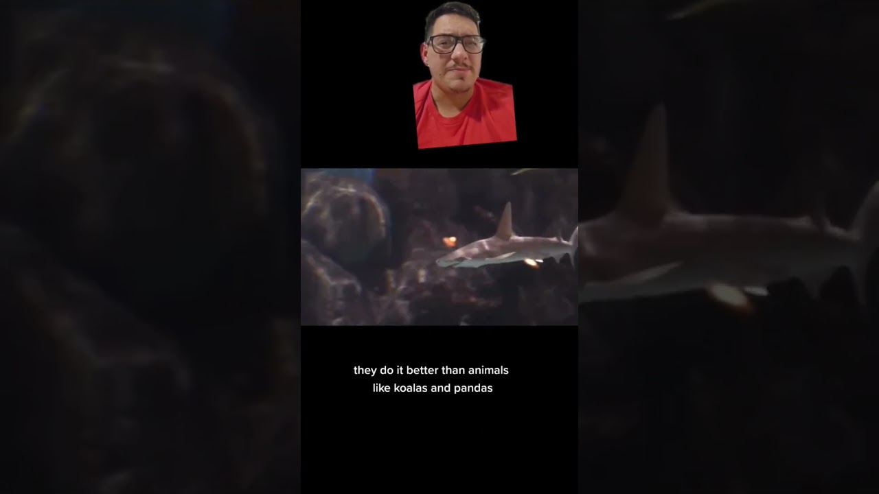 The bonnethead shark eats seagrass??