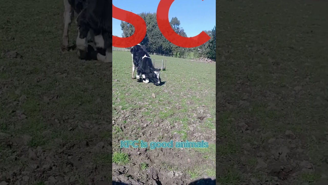 It's lazy cow on his knees 