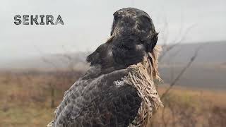 FALCONRY 'Peregrine falcon combat skills demonstration'