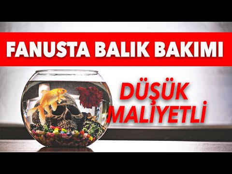 Fanusta Balık Beslemek !! Düşük Maliyetli, Filtresiz, Isıtıcısız !!!