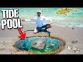 Aquarium STINGRAY Caught At BEACH TIDE POOL! (baby shark, barracuda, micro fish)