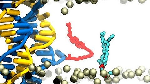 All-atom molecular dynamics simulation of DNA-induced lipid flipping
