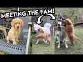 Golden Retriever PUPPY meets Huskies!