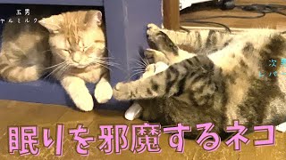 【短い猫動画ナレーション付30秒】眠りを邪魔するネコCats that disturb sleep