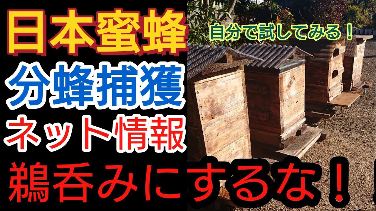 ニホンミツバチの分蜂群捕獲！初心者は小さい事は気にするな！【日本