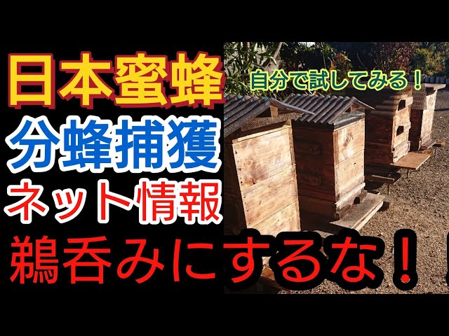 ニホンミツバチの分蜂群捕獲！初心者は小さい事は気にするな！【日本