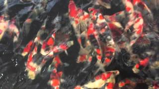 Mystery Koi Farm at Yuzawa. Killer Showa.  Feb 21, 2016