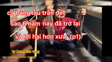 cá bông lau trần đề,nay đã trở lại và lợi hại hơn xưa!!