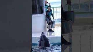 天才シャチ「ラビー」の可愛さは世界一♥ #Shorts #鴨川シーワールド #シャチ #Kamogawaseaworld #Orca #Killerwhale