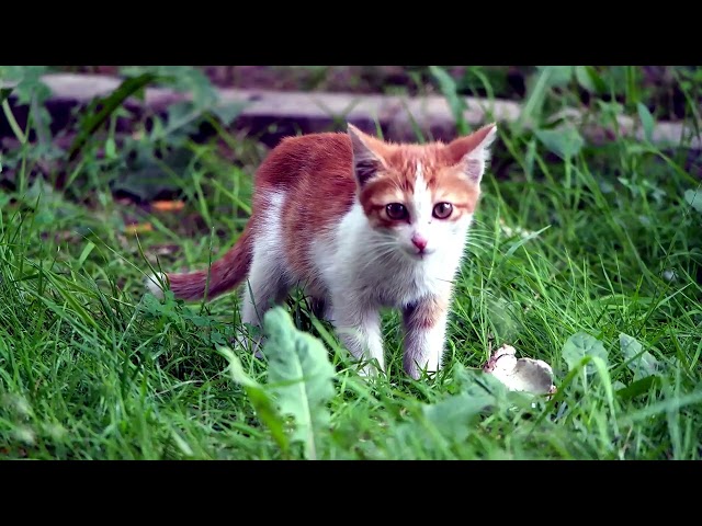 Hayvan Hakları: Canlarımızın Hayat Rehberi