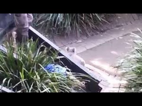 Angry koala chases zoo keeper and then fights with a quokka!