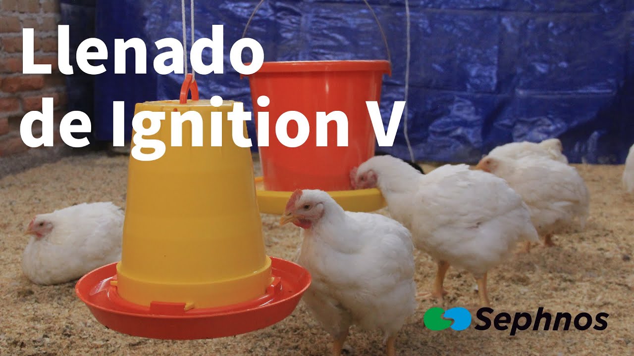 Cómo llenar el bebedero Ignition | Bebedero manual y colgante para aves | Sephnos | - YouTube