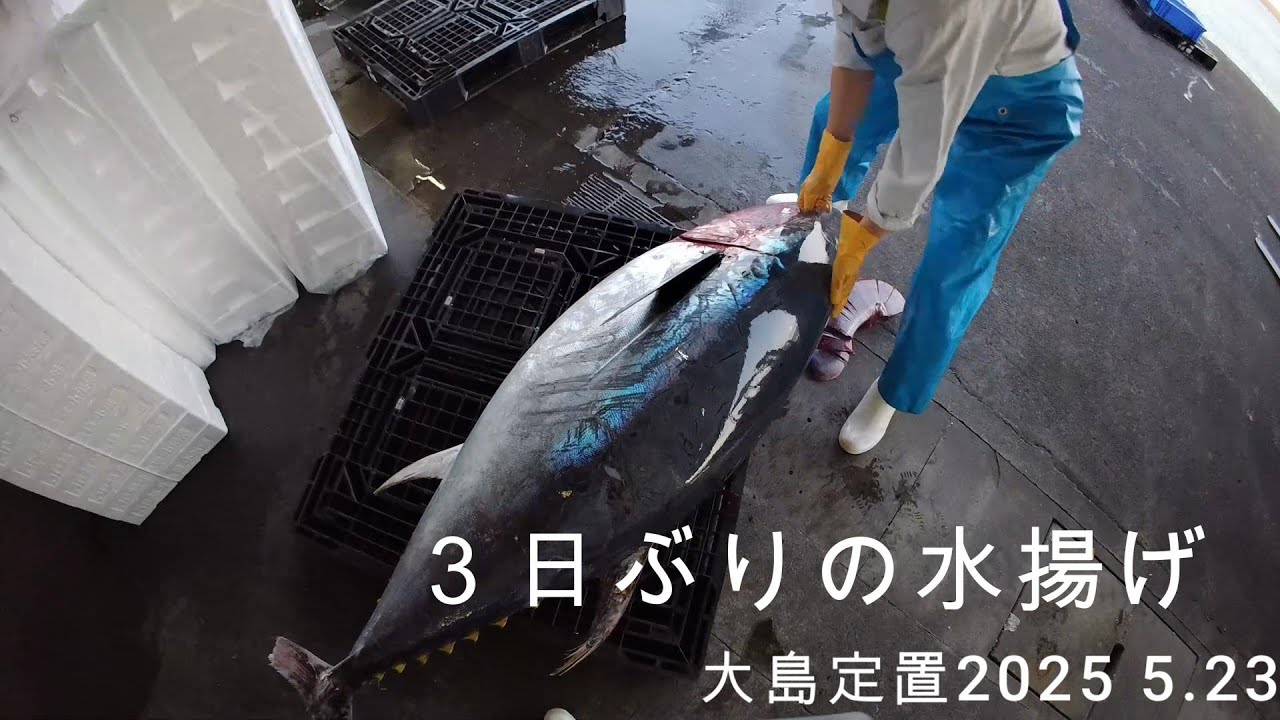 ２日休んだ後は、、　ハマチ2.5トン　若狭湾　大島定置　2025 5.23[俺視点]