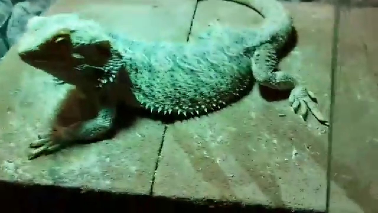 G'Kar, Bearded Dragon, Sweet Orange Peppers. YouTube