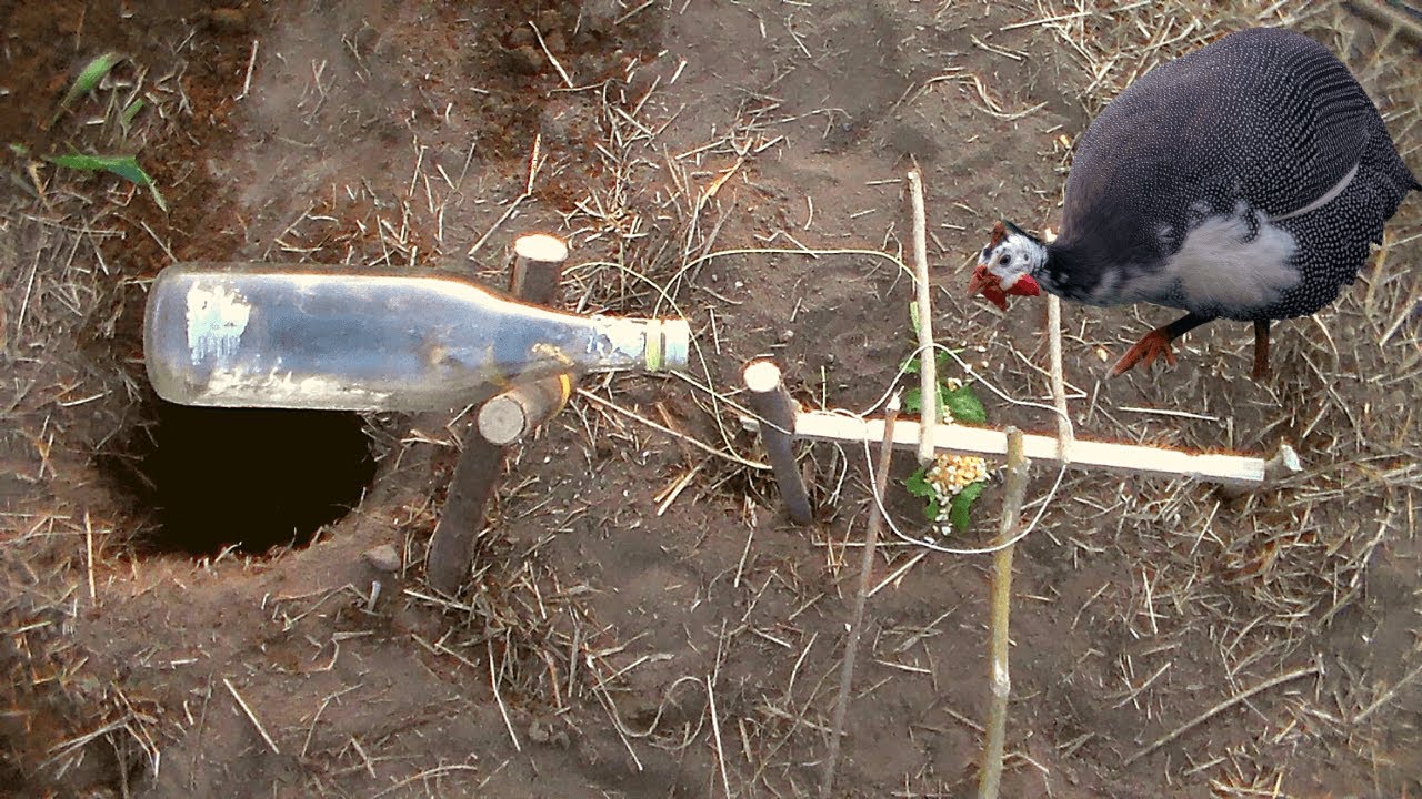 Guinea Fowl Chicken Trap Using Bottle and Wood. 