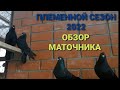 Племенной сезон 2022. Обзор холодного маточника. Николаеские голуби. Nikolaevsky pigeons.