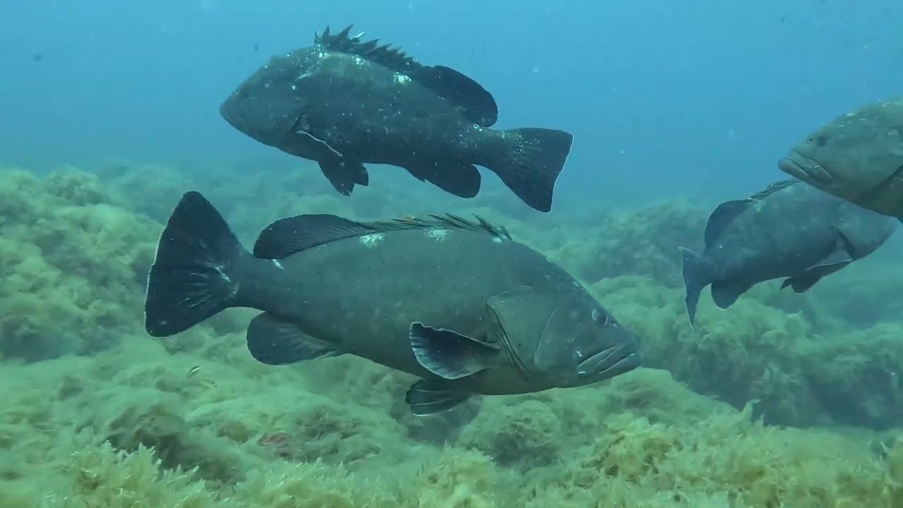 RESUMEN CABO PALOS 2023   4K