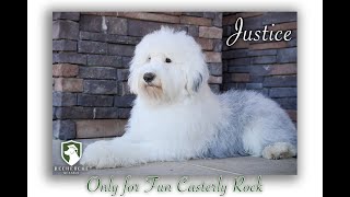 'Justice'  Old English Sheepdog Female from Recherche Kennels