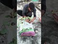 তো আজকে আমি# ছাদ বাগানের #লাগিয়ে দিলাম #ফুলকপি চার🥦🥦🥦