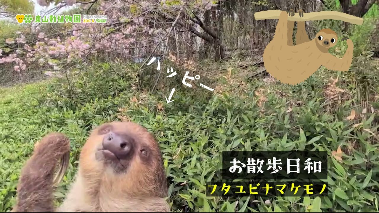 東山動植物園公式】お散歩日和《 フタユビナマケモノ ナマケモノ