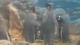King-Penguin & Gentoo-Penguin