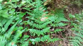 Casa dos Pelicas (Agro Longo, Celeiros).