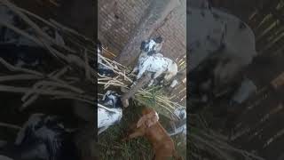 Mini Goats Farm | Goat Farming | Farming | Goat Business animalhusbandry livestockfarming goat