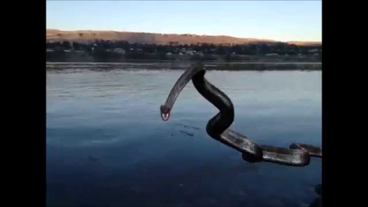 Real Titanoboa Snake Sightings On River Swimming YouTube - 1280x720 - jpeg Titanoboa Sightings