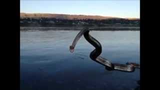 Real Titanoboa Snake Sightings on River swimming