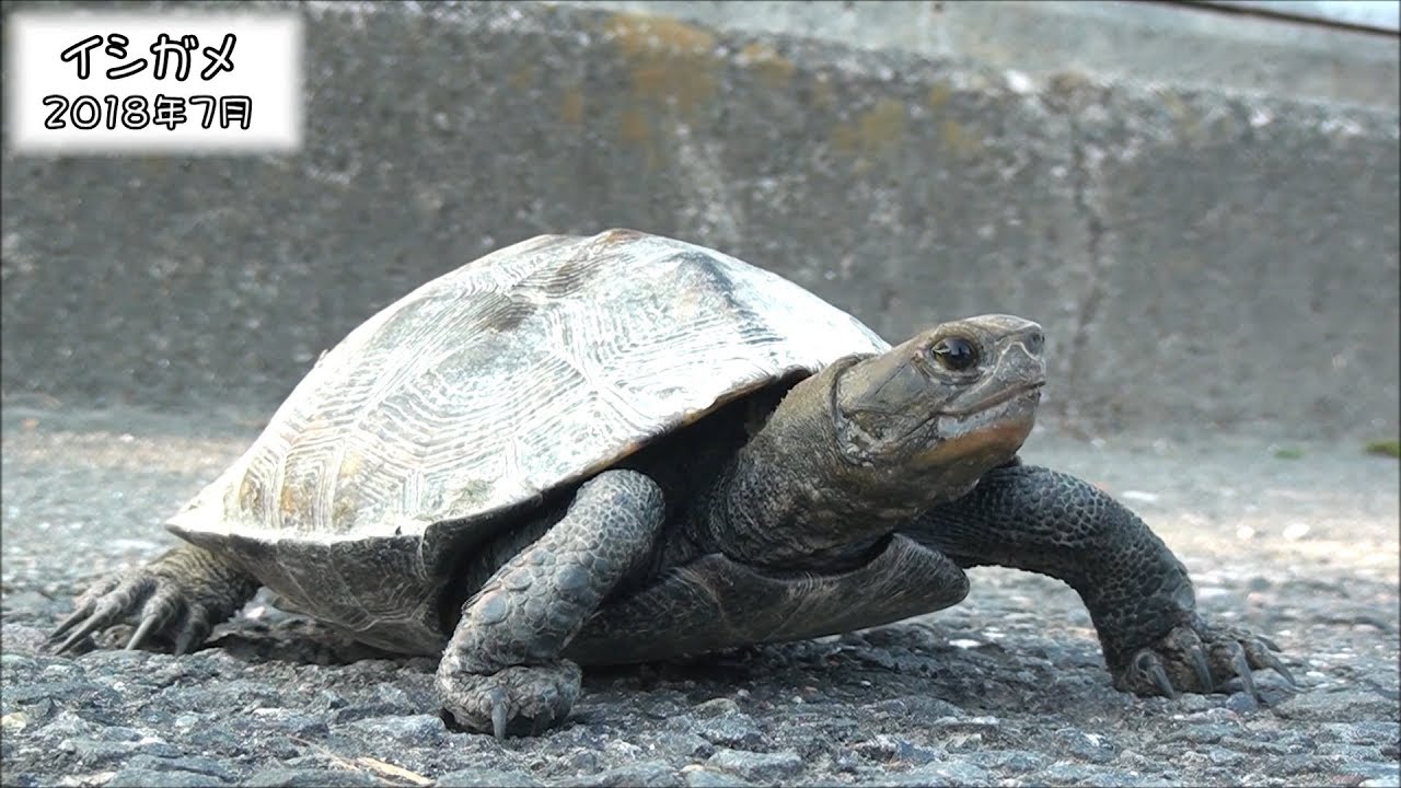 ニホンイシガメ Japanese pond turtle (Mauremys japonica)【IUCN R.L.