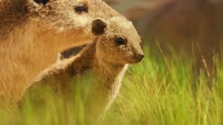 Prehistoric Planet Ice Age [2025] - Baby Propleopus (Young Brother) Screen Time 
